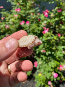 Albino Florida Snapping Turtle 2026
