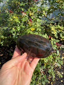 Scorpion Mud Turtle Adult Pair