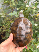 Franco-Italian Pond Turtle Adult Female