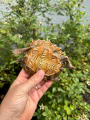 Spiny Hill Turtle CB 2025