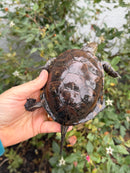 Franco-Italian Pond Turtle Adult Female