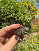 Hi White Concentric Diamondback Terrapin 2025