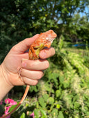 Super Red Iguana Male