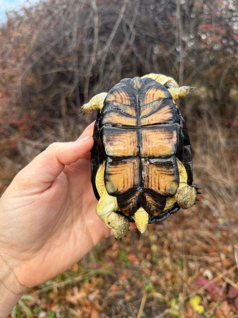 African Dwarf Mud Turtle Adult Female