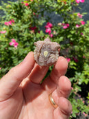 Albino Florida Snapping Turtle 2026