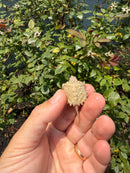 Albino Florida Snapping Turtle 2026