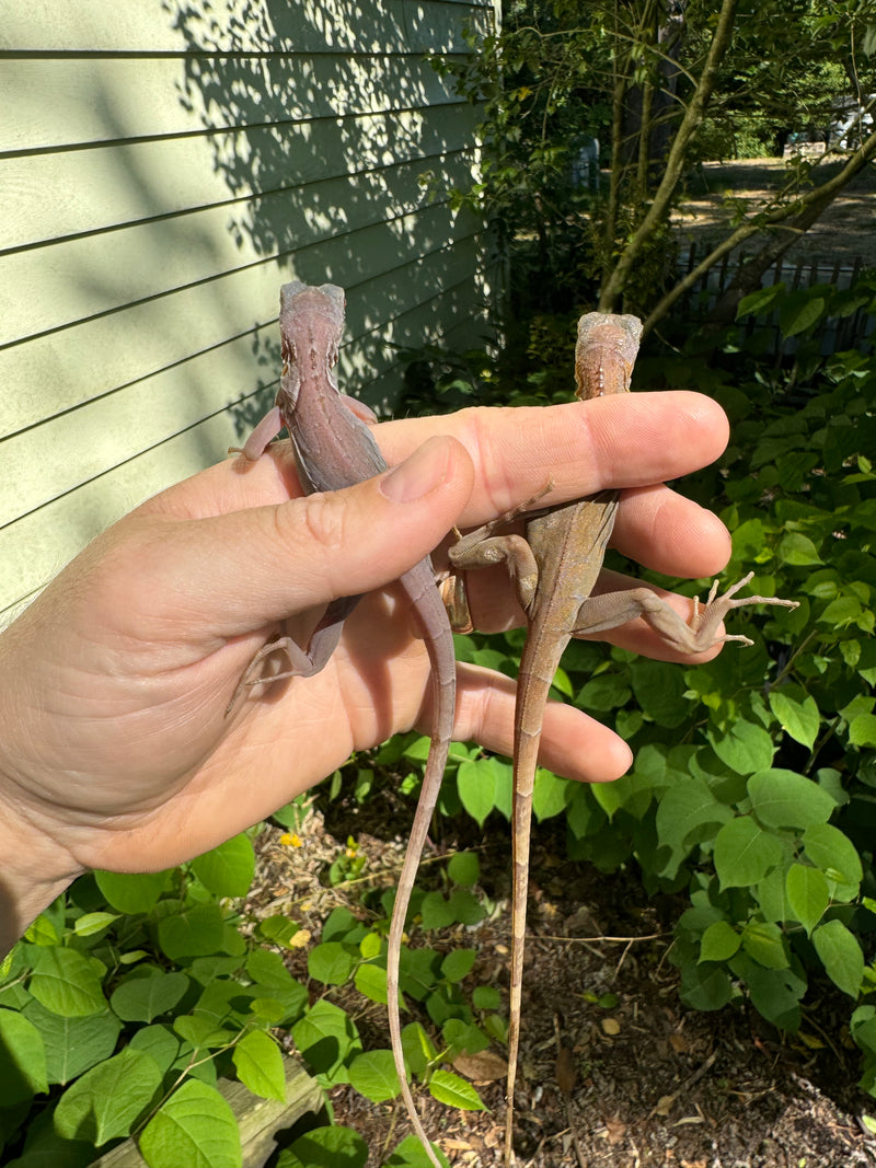 Purple Translucent Iguana Babies (Iguana iguana)