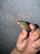 Hi White Concentric Diamondback Terrapin 2024