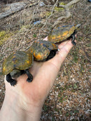 Japanese Pond Turtle 1.3 (Mauremys japonica) (Priced As Group