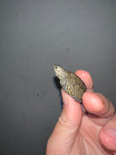 Concentric Diamondback Terrapin 2023 (Malaclemys terrapin)