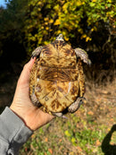 Florida Box Turtle Adult Male