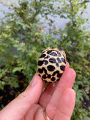 Sri Lankan Star Tortoise 2026