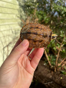 Golden Coin Box Turtle 2023