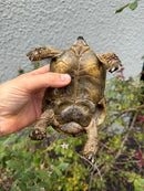Mesopotamian Greek Tortoise Adult Male