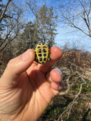 Pastel Reeves Turtle Baby 2025