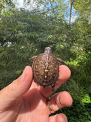 Hi Color Orange Baby Eastern Box Turtle