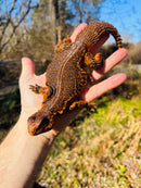 Super Red Niger Uromastyx Adult Pair