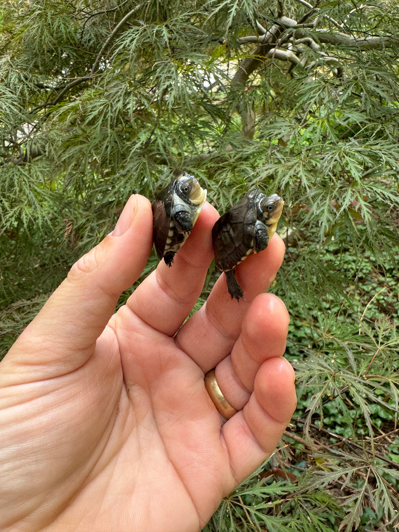 Vietnamese Southern Stone Turtle Baby (Mauremy mutica)