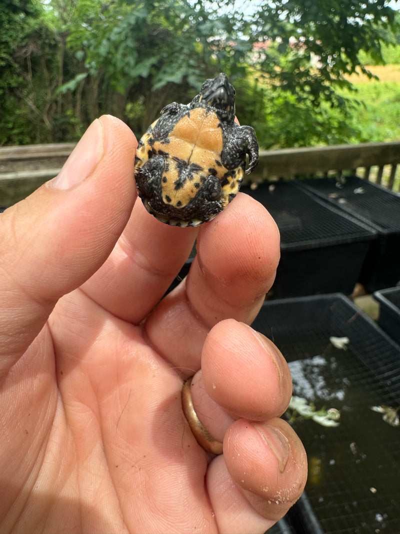 Razor backed Musk Turtle X Stinkpot Musk Turtle Hybrid Baby 2024