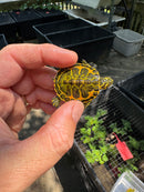 Orange Flame Baby Florida Red Bellied Turtle 2025