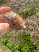 Hypo Stripe-necked Musk Turtle Adult Female