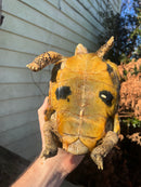 Forstens Tortoise Adult  Male 11 (Indotestudo forstenii)