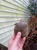 Malayan Red Softshell Baby USA CB