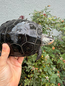 Adult Mississippi Diamondback Terrapin Female