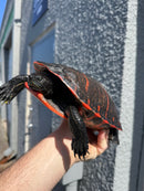 Super Red Northern Red Bellied Turtle Adult Female