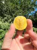 Albino Yellow Bellied Slider Turtle Male