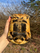 Libyan Greek Tortoise Adult Male