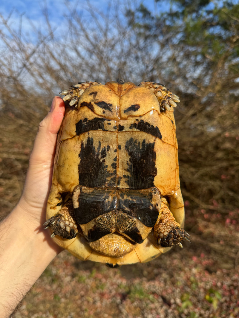 Libyan Greek Tortoise Adult Male