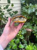 Pastel Clown Red Eared Slider Turtle Breeder Male