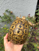 Mesopotamian Greek Tortoise Adult Male