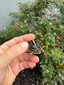 HI YELLOW Florida Box Turtle