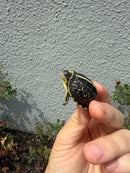 HI YELLOW Florida Box Turtle