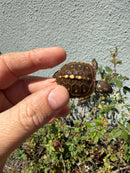 Hi Color Eastern Box Turtle Baby