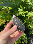 Ornate Diamondback Terrapin Female