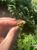 Pancake Tortoise Baby