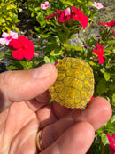 Albino T+ Florida Red Bellied Turtle 2026