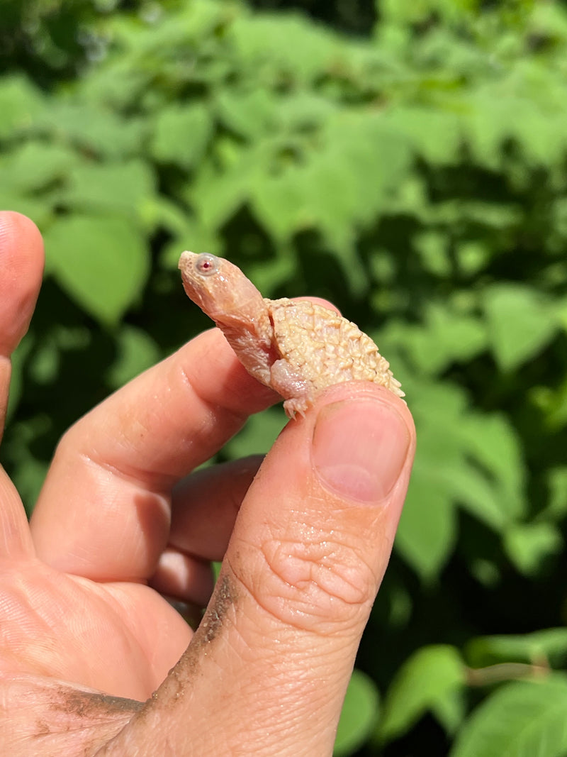 Albino Florida Snapping Turtle 2024