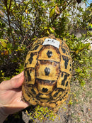Libyan Greek Tortoise Adult Female