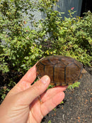 Razor backed Musk Turtle CB Adult Male