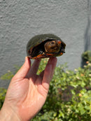 Red Cheeked Mud Turtle Adult Trio
