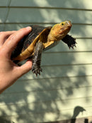 Chinese Box Turtle Adult Pair (Cuora flavomarginata)