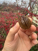 Hi Orange Vietnamese Black Breasted Leaf Turtle Baby 2025