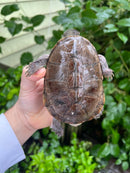 Adanson's Mud Turtles Pair