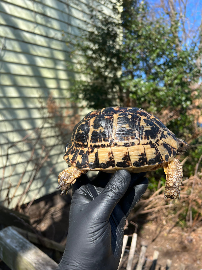 Libyan Greek Tortoise Adult Female