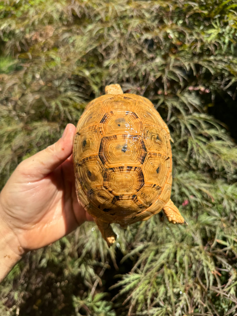 Syrian Golden Greek Tortoise Pair