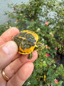 Golden Flame Florida Red Bellied Turtle 2026